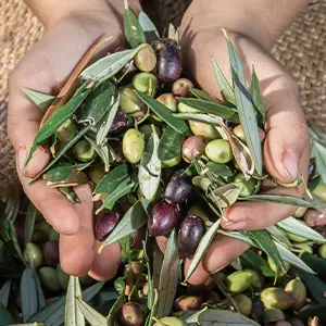Olive